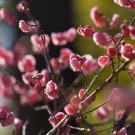 Cherry blossoms on campus