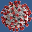 Coronavirus structure