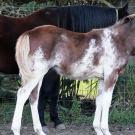 Young horse with unusual brown and white coloring standing in front of a dark brown horse.