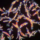 Crystals of DMT imaged with polarizing microscopy