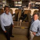 Ermias Kebreab and Matthias Hess with the College of Agricultural and Environmental Sciences stand in front of a cow eating feed at the UC Davis dairy barn. They will work with UC collaborators to cut methane emissions from cow guts using the genome-editing tool CRSPR. (Gregory Urquiaga/UC Davis)