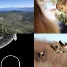 Collage: mountain lake and forest; adult comforting child; plant tissue micrograph; geese in flight