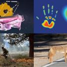 Telescope &amp; pink plane; colorful handprint and heart; knight on horseback; roadside coyote