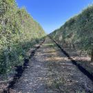 Rows of tightly-packed olive trees like these shown here produced the same yields and high-quality oil even when using 30-40% less nitrogen than recommended amounts for traditional orchards. (Savannah Haas/UC Davis)