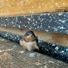 Young swallow fledgling sitting on gritty threshold under a painted wooden door