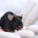 researcher holds mouse