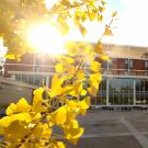 A ginkgo biloba tree shows yellow leaves outside the Memorial Union