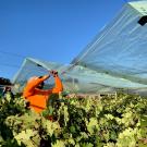 Worker installing shade cloth over grapes