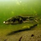 A large fish floats above a muddy bottom in green-tinted water. 