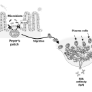 Graphic of how gut microbes are connected to breast milk antibodies.