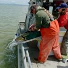 Fisherman and female scientist on boat release a green sturgeon to the ocean.