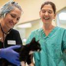 veterinarians help kitten