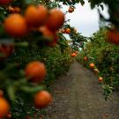 fields of mandarin