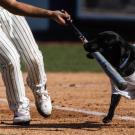 Black dog in white baseball jersey nipping a bat held by player on dirt field