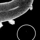 Microscope black and white image of irregular buds on a larger stem. White circle at lower right. 