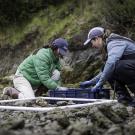 Two researchers in outdoor weather gear kneel on a rocky shore, moving oyster-covered rocks from a crate into a white PVC quadrat frame.