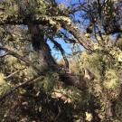 old-growth lichen attached to branches