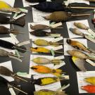 Table with rows of preserved bird specimens for wildlife biology class