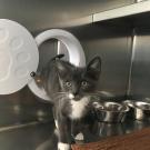 A small grey kitten in a cage