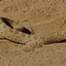 A rattlesnake stretches out on a sandy path