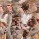 Female rhesus macaque monkeys and infants at the California National Primate Research Center at UC Davis.