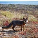 A San Clemente island fox looks at camera