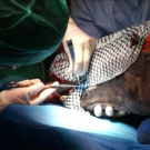 horse being operated on