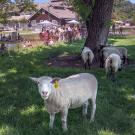 Sheep mowers on campus