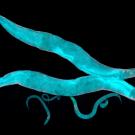 Two long, narrow bright blue shapes with pointed ends against a black background. 