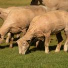 Sheep grazing on campus