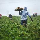 Man in green farm field