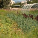 Student works at student farm.