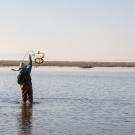 A person wading in shallow water, holding a fishing tow net against a serene natural background.