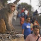 monkey