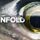 Close up of a fish eye - Unfold podcast season 3