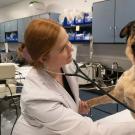 Student listens to dog with stethescope