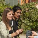 uc davis viticulture and enology majors taste grapes together in vineyard