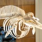 Hanging skeleton of a whale displayed in a bright, modern space.