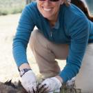 A UC Davis researcher in the field marks a baboon for study