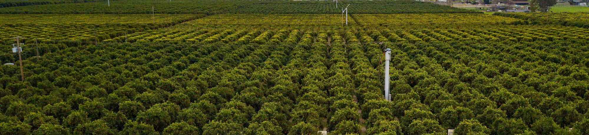 An aerial view of a citrus orchard