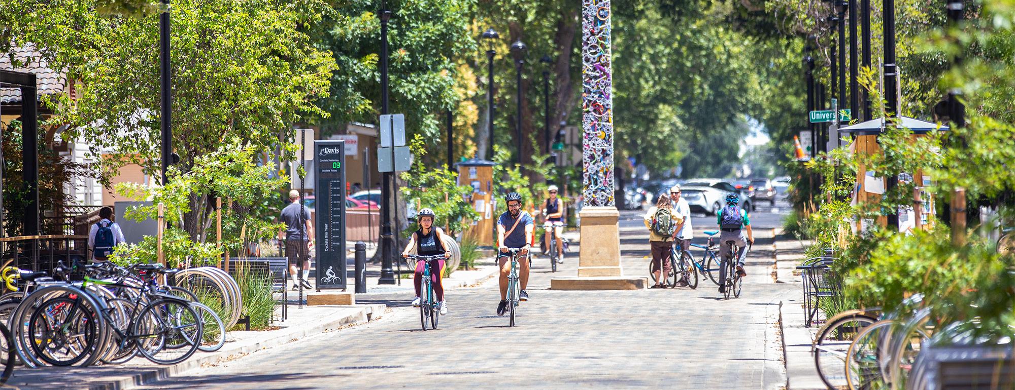 students riding down a tree-lined street in Davis, California