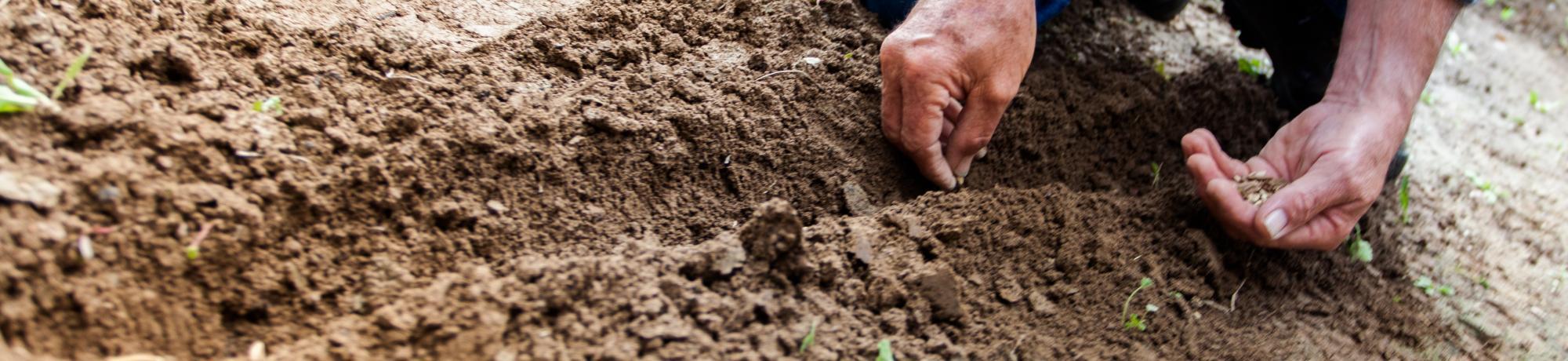 person planting seeds in soil