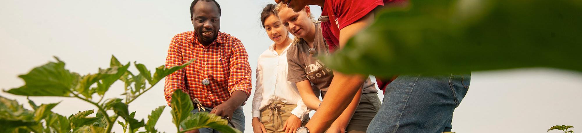 A professor gathers students to inspect crops