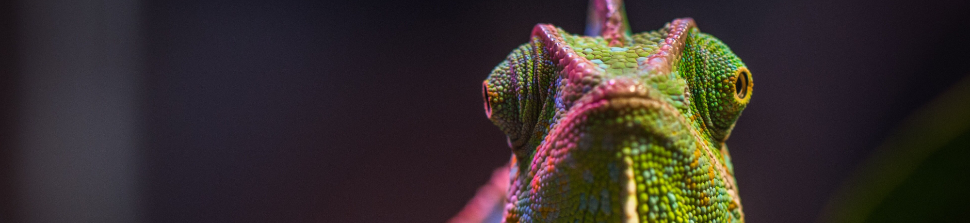 chameleon looking forward