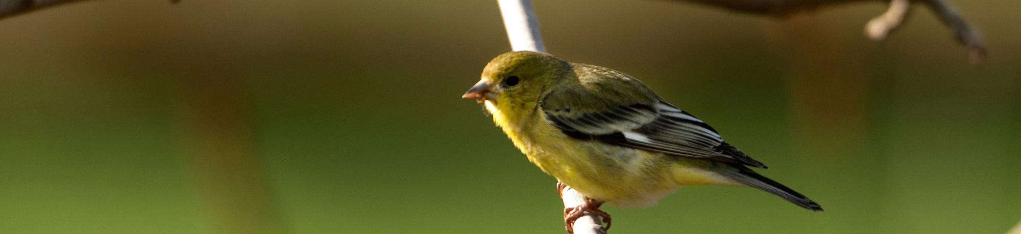 A goldfinch perches on a branch