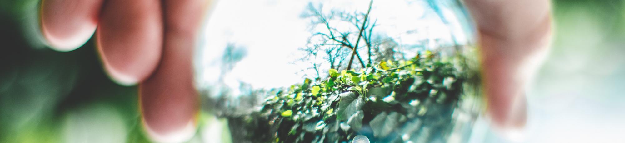 glass globe reflecting plants