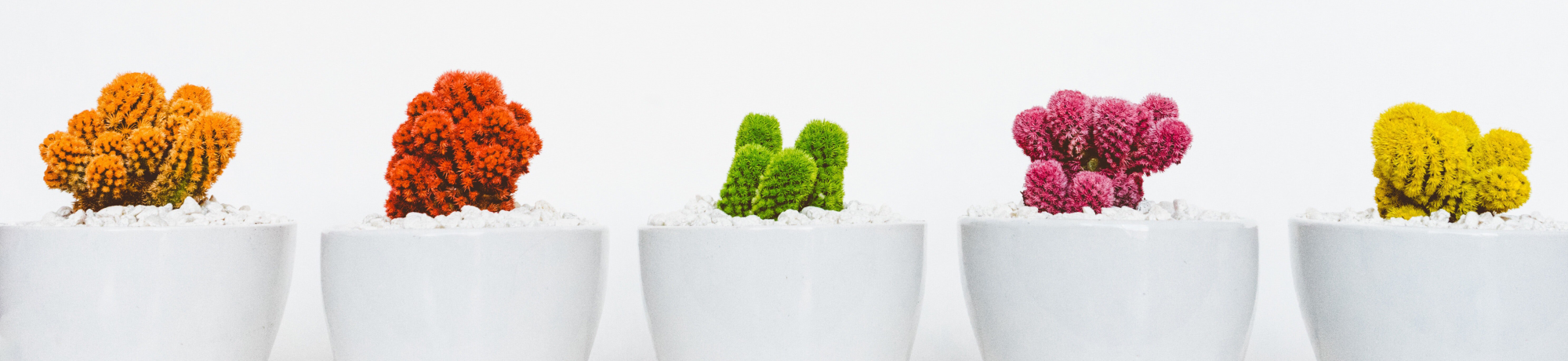 five white pots of colorful cacti