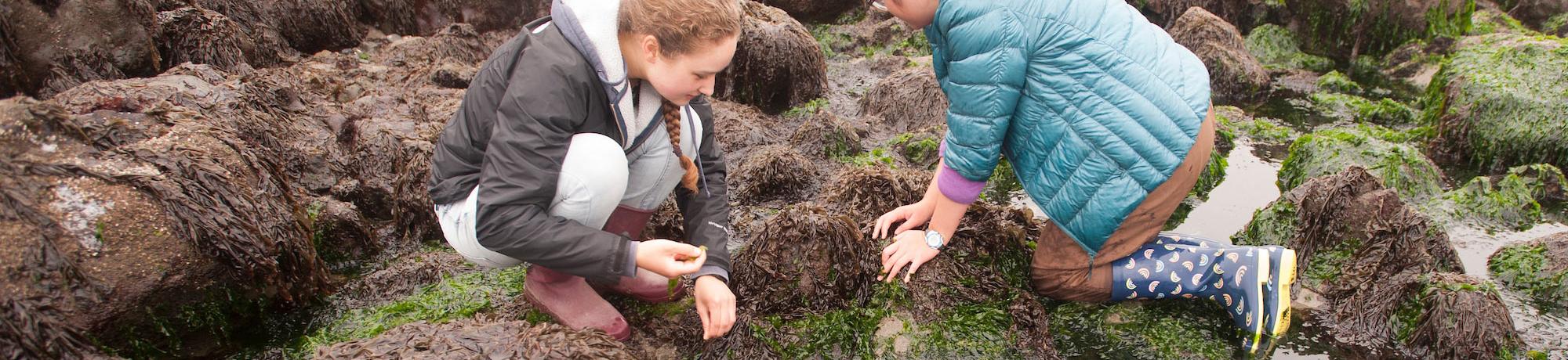 Students examine a tidepool in Bodega Bay, Ca for signs of environmental degradation