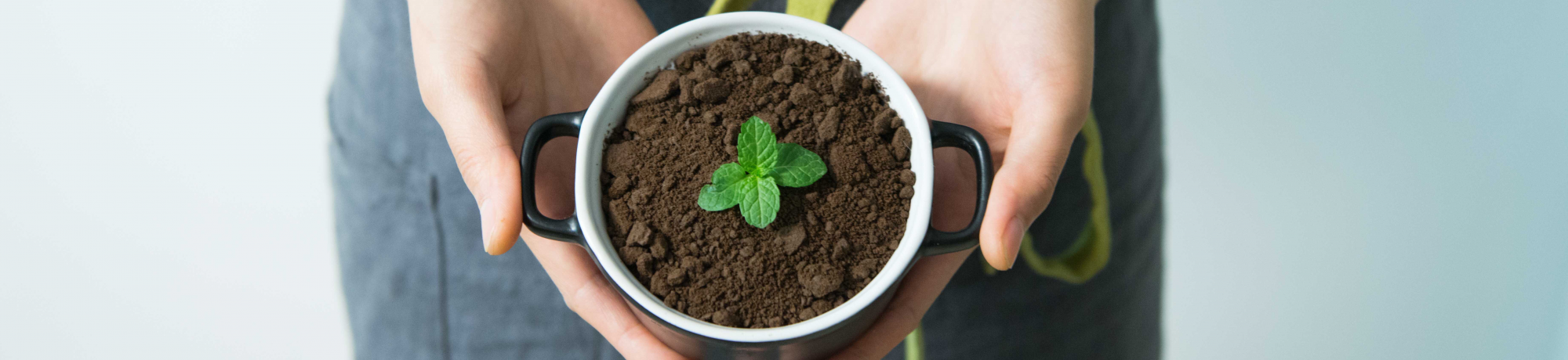 hands holding a small plant