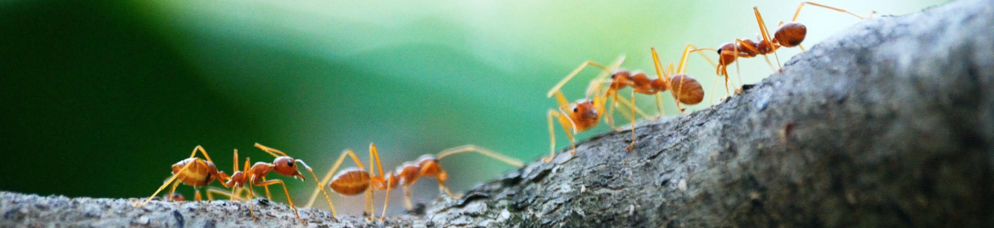 ants walk on bark